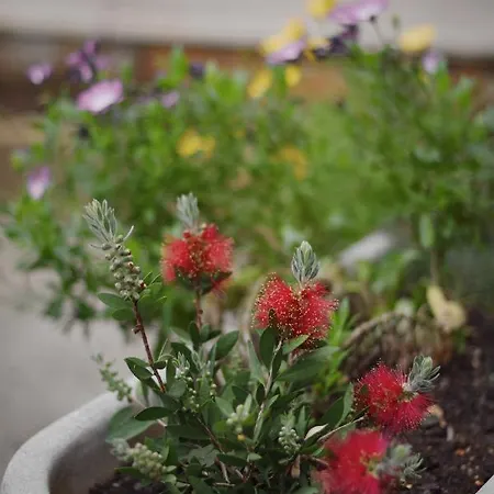 Apartment Lavender Cozy & Lovely 17 *