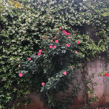 Lavender Cozy & Lovely 17 شقة *